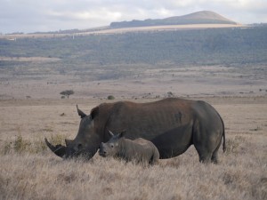 Rino 001