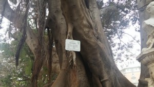 arboles 001