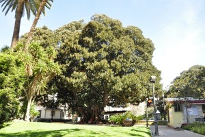 arboles 003