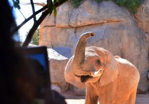 bioparc 000