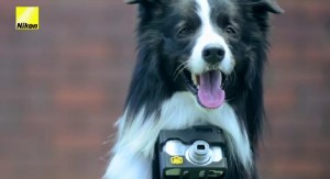 nikon-perros-001