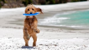 perro playa 002