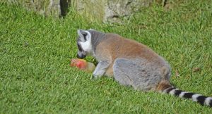 animales02