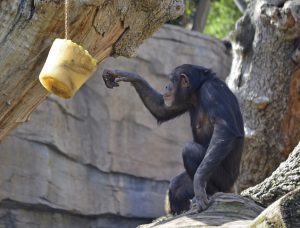 animales03