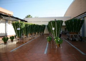 alfabegues 002